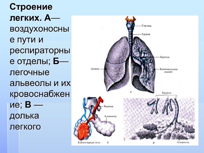 Строение легких. А—воздухоносные пути и респираторные отделы; Б—легочные альвеолы и их кровоснабжение; В —